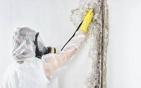 Best HVAC Mold Inspection and Cleaning  in San Diego, TX